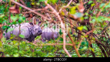 Une grande femelle rhinocéros indien avec son ourson à la recherche de nourriture dans une zone boisée épaisse du sanctuaire de faune de Pobitora à Assam, en Inde. Banque D'Images