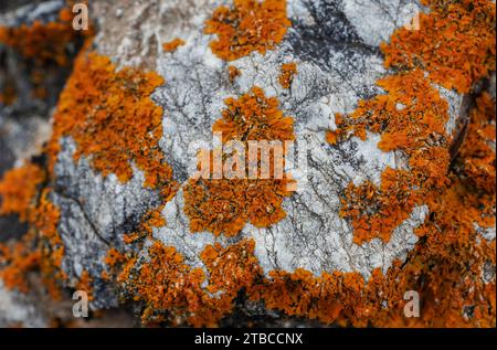 Lichen orange, élégant lichen solaire sur un rocher, Espagne. Banque D'Images