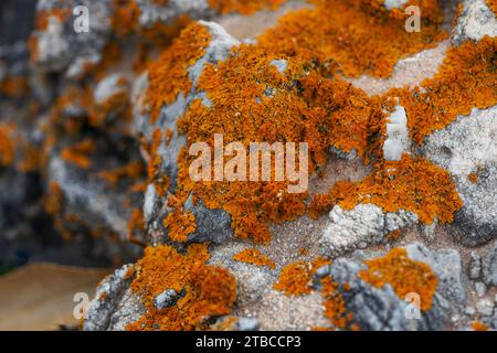 Lichen orange, élégant lichen solaire sur un rocher, Espagne. Banque D'Images