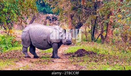 Un grand rhinocéros indien traversant un chemin de terre à l'intérieur du sanctuaire de la faune de Pobitora à Assam, en Inde. Banque D'Images