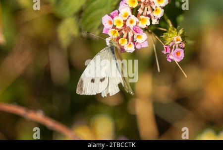 Chou blanc, Piers rapae, petit papillon blanc se nourrissant de la plante Lantana. Espagne. Banque D'Images