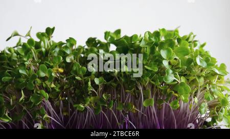 Vue de côté de la croissance de Kohlrabi Microgreens Bunch photo stock détaillée Banque D'Images