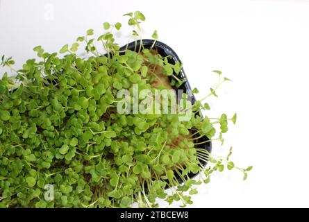 Plateau en plastique avec substrat hydroponique pour la culture de Microgreens isolé sur blanc Banque D'Images