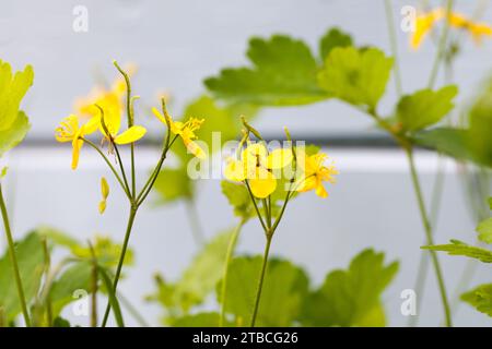 Les fleurs jaunes de Chelidonium majus, la plus grande célandine, est une plante herbacée vivace de la famille des papapapavoceae Banque D'Images