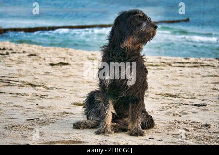 Goldendoodle chien est assis sur la plage de la mer Baltique. Manteau noir et beige. Groyne et mer en arrière-plan. Photo d'animal de la côte Banque D'Images