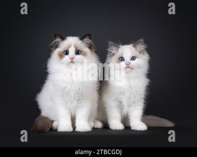 2 adorables chatons chat Ragdoll bicolore bleu et phoque, assis les uns à côté des autres. Regardant vers la caméra avec les yeux bleus. Isolé sur fond noir Banque D'Images