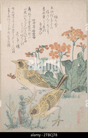 Skylarks and Primroses, de la série an Array of Birds (Tori awase), de Spring Rain Surimono Album (Harusame surimono-JO, vol. 3) 1929 de Kubo Shunman Banque D'Images