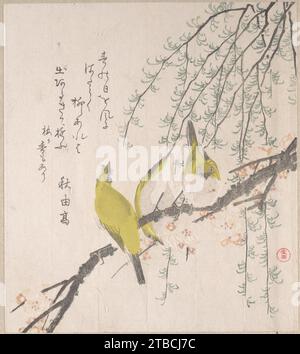 Japanese White-Eyes with Plum Tree and Willow, extrait de Spring Rain Surimono Album (Harusame surimono-JO, vol. 3) 1929 par Kubo Shunman Banque D'Images