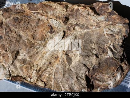 Fossiles de vie marine en siltstone. Tasmanie, Australie. Banque D'Images