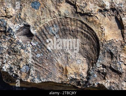 Fossiles de vie marine en siltstone. Tasmanie, Australie. Banque D'Images