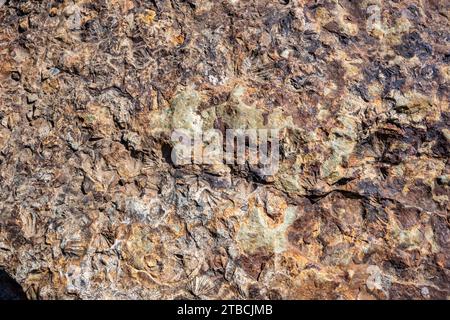 Fossiles de vie marine en siltstone. Tasmanie, Australie. Banque D'Images