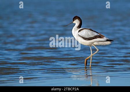 Pied avocat - Recurvirostra avoset debout dans l'eau Banque D'Images