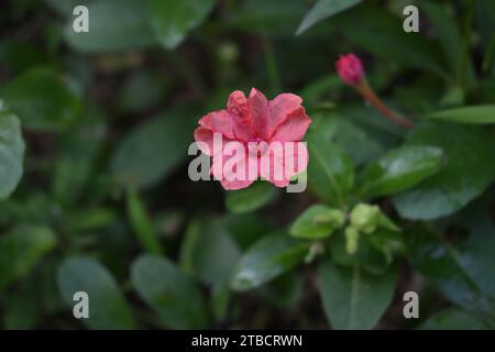 Vue rapprochée d'une fleur de nuit connue sous le nom de fleur de quatre heures (mirabilis Jalapa) fleurissant dans le jardin. Cette fleur de couleur orange aussi kno Banque D'Images