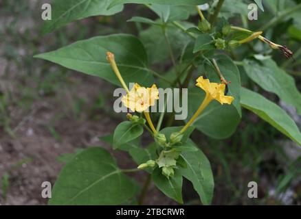 Dans la soirée, une vue à angle élevé des fleurs jaunes fleuries Marvel du Pérou (mirabilis Jalapa) dans le jardin. Banque D'Images