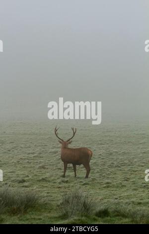 Le cerf rouge (cervus elaphus) se tenait face à face dans un matin brumeux à Wollaton Hall, Nottinghamshire Banque D'Images