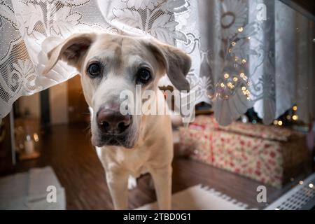 Soirée festive avec animal domestique à la maison. Chien curieux regardant par la fenêtre contre l'arbre de Noël illuminé avec des cadeaux. Banque D'Images