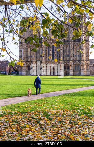 Promener le chien le matin sur le vert de la cathédrale en face de la façade ouest de la cathédrale de Wells, Wells, Somerset, Angleterre Royaume-Uni Banque D'Images