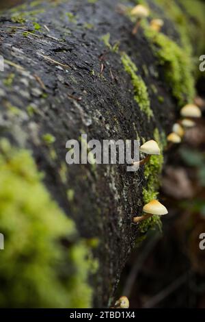 Champignons accrochés au côté d'un arbre tombé, couverts de mousse et de lichen. Banque D'Images