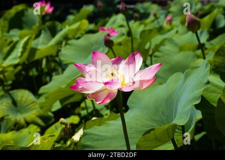 Fleur de lotus rose en pleine floraison dans l'étang Banque D'Images