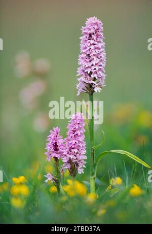 Épis floraux d'orchidée commune (Dactylorhorizonta fuchsii) qui poussent parmi la trèfle à pied d'oiseau (Lotus corniculatus) dans les pantalons des dunes, en Angleterre Banque D'Images