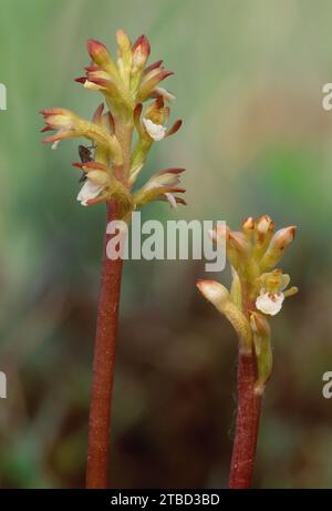 Coralroot Orchid (Corallorhiza trifida) gros plan de fleurs de plantes poussant sur un terrain marécageux dans des duneslacks sur la côte du Morayshire, en Écosse Banque D'Images