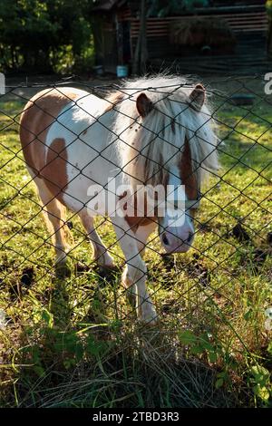 Poney à cheval. Il se dresse dans sa cour entourée d'herbe, de bois et de pierres Banque D'Images