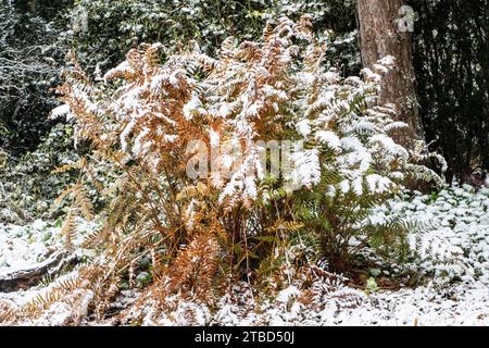 Fougère royale (Osmunda regalis) dans la neige, Emsland, Basse-Saxe, Allemagne Banque D'Images