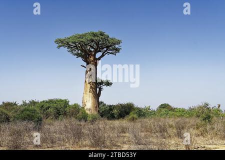 Baobab africain (adansonia digitata), Madagascar Banque D'Images