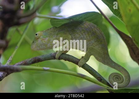 Caméléon (chamaeleonidae) entre feuilles vertes, Ampangorinana, Nosy Komba, Madagascar Banque D'Images