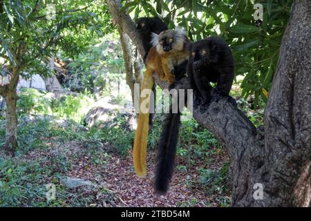 Lémurien noir (eulemur macaco), lémurien, Ampangorinana, Nosy Komba, Madagascar Banque D'Images