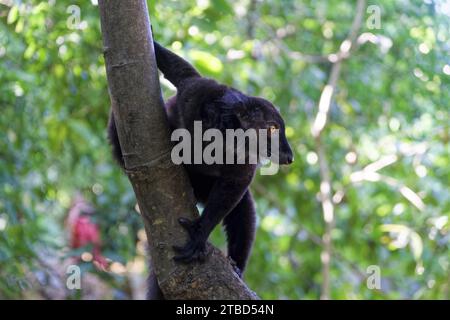 Lémurien noir (eulemur macaco), lémurien, Ampangorinana, Nosy Komba, Madagascar Banque D'Images