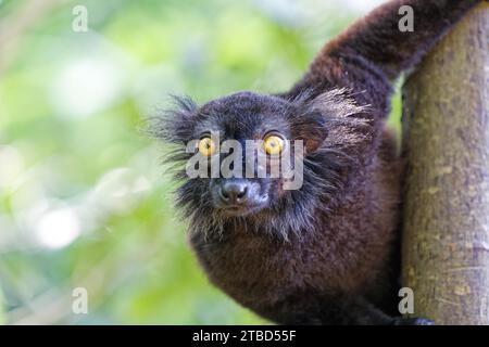 Lémurien noir (eulemur macaco), lémurien, Ampangorinana, Nosy Komba, Madagascar Banque D'Images