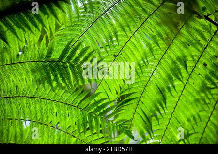 Fougère australienne (Cyathea australis) jeu de lumière, soleil, transparent, transparence, nature, vert, forêt tropicale, climat, Australie Banque D'Images