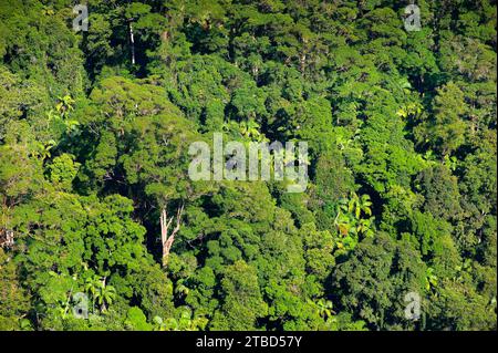 Eucalyptus arbres (Eycalyptus), arbre, palmiers, tropiques, plante, flore, jungle, nature, Nightcap National Park, Queensland, Australie Banque D'Images