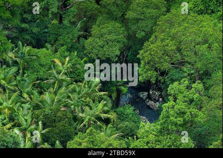 Eucalyptus arbres (Eycalyptus), arbre, palmiers, tropiques, plante, flore, jungle, nature, Nightcap National Park, Queensland, Australie Banque D'Images