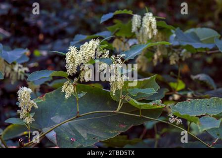 Nouweed japonaise en floraison (Reynoutria japonica), Bavière, Allemagne Banque D'Images