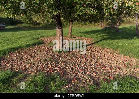 Pommes tombées sous un pommier (Malus) dans un verger de prairie, Bavière, Allemagne Banque D'Images