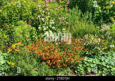 Fleurs d'été dans le jardin botanique d'Oxford, Université d'Oxford, dans le centre-ville d'Oxford, Oxfordshire, Angleterre, Royaume-Uni Banque D'Images