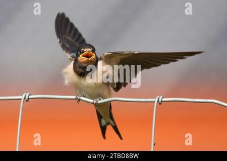 Jeune hirondelle de grange (Hirundo rustica), assise sur une clôture, mendiant pour de la nourriture, Hesse, Allemagne Banque D'Images