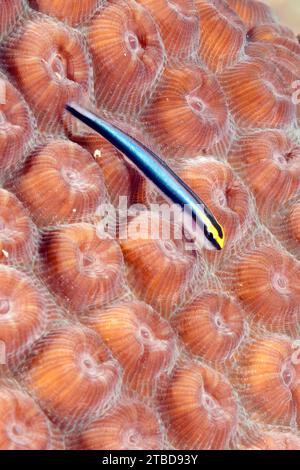 Gros plan extrême d'un gobie à nez vif (Elacatinus evelynae) gobie au néon assis sur un corail pierreux (Acropora) avec polypes rétractés polypes coralliens, Caraïbes Banque D'Images