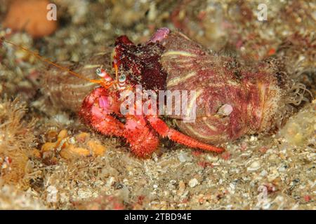 Gros plan de crabe ermite rouge (Dardanus calidus) avec deux anémones de mer parasites anémones ermites (Calliactis parasitica) rampes rampes rampes rampes rampes rampes Banque D'Images