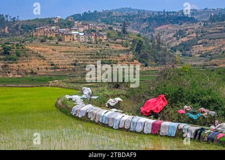 Séchage du linge sur une digue de rizières en terrasses dans le village rural de Betsileo dans le district d'Ambositra, région d'Amoron'i Mania, Madagascar central, Afrique Banque D'Images