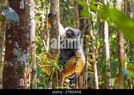 Diademed sifaka / diademed simpona (Propithecus diadema) dans l'arbre, Andasibe-Mantadia National Park, Moramanga, Alaotra-Mangoro , Madagascar, Afrique Banque D'Images