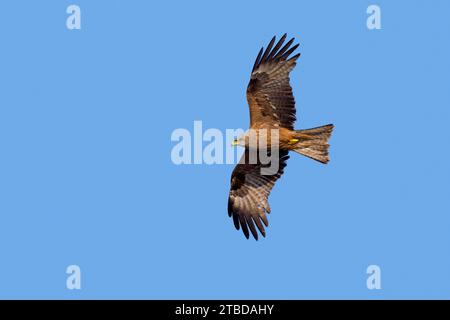 Cerf-volant noir (Milvus migrans) volant contre le ciel bleu Banque D'Images