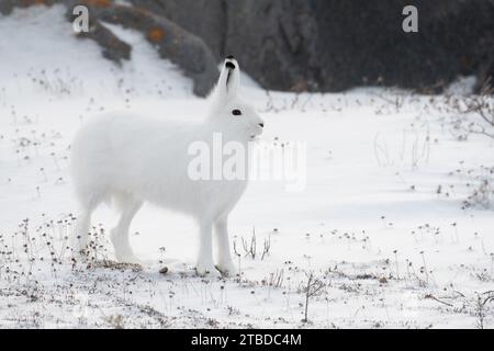 Un lièvre arctique debout à l'attention sur ses pattes postérieures alterne à un renard croisé dans l'aera à l'extérieur de Churchill, au Manitoba Banque D'Images