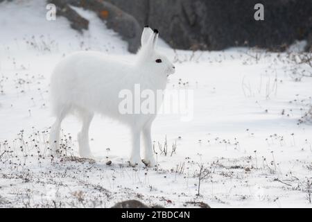 Un lièvre arctique debout à l'attention sur ses pattes postérieures alterne à un renard croisé dans l'aera à l'extérieur de Churchill, au Manitoba Banque D'Images