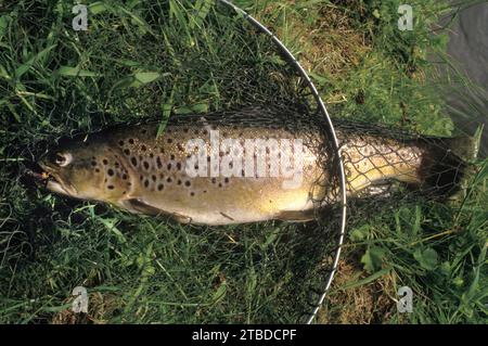 Pêche à la mouche sur la rivière Test. Une truite brune mouchetée en filet et sur la rive de la rivière, attrapée par John Birth un sportif professionnel. Hampshire, Angleterre mai 1985. Années 1980 Royaume-Uni Banque D'Images