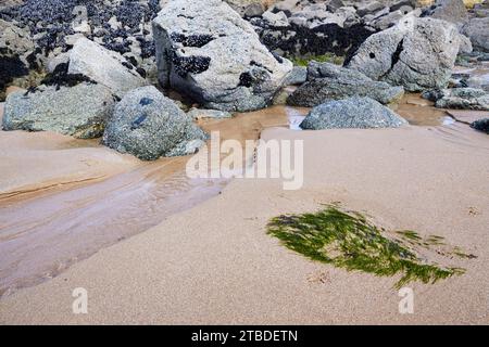 Roches, sable, eau en retrait et algues sur la plage de Plevenon, Côtes-d'Armor, Bretagne, France Banque D'Images