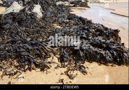 Sac vésical (Fucus vesiculosus) sur la plage de Plevenon, Côtes-d'Armor, Bretagne, France Banque D'Images