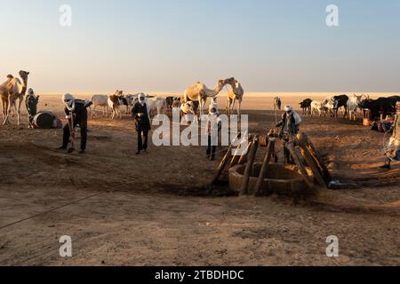 La vie autour d'un puits désertique au tchad Banque D'Images